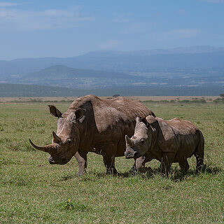 Solio - Southern white rhino